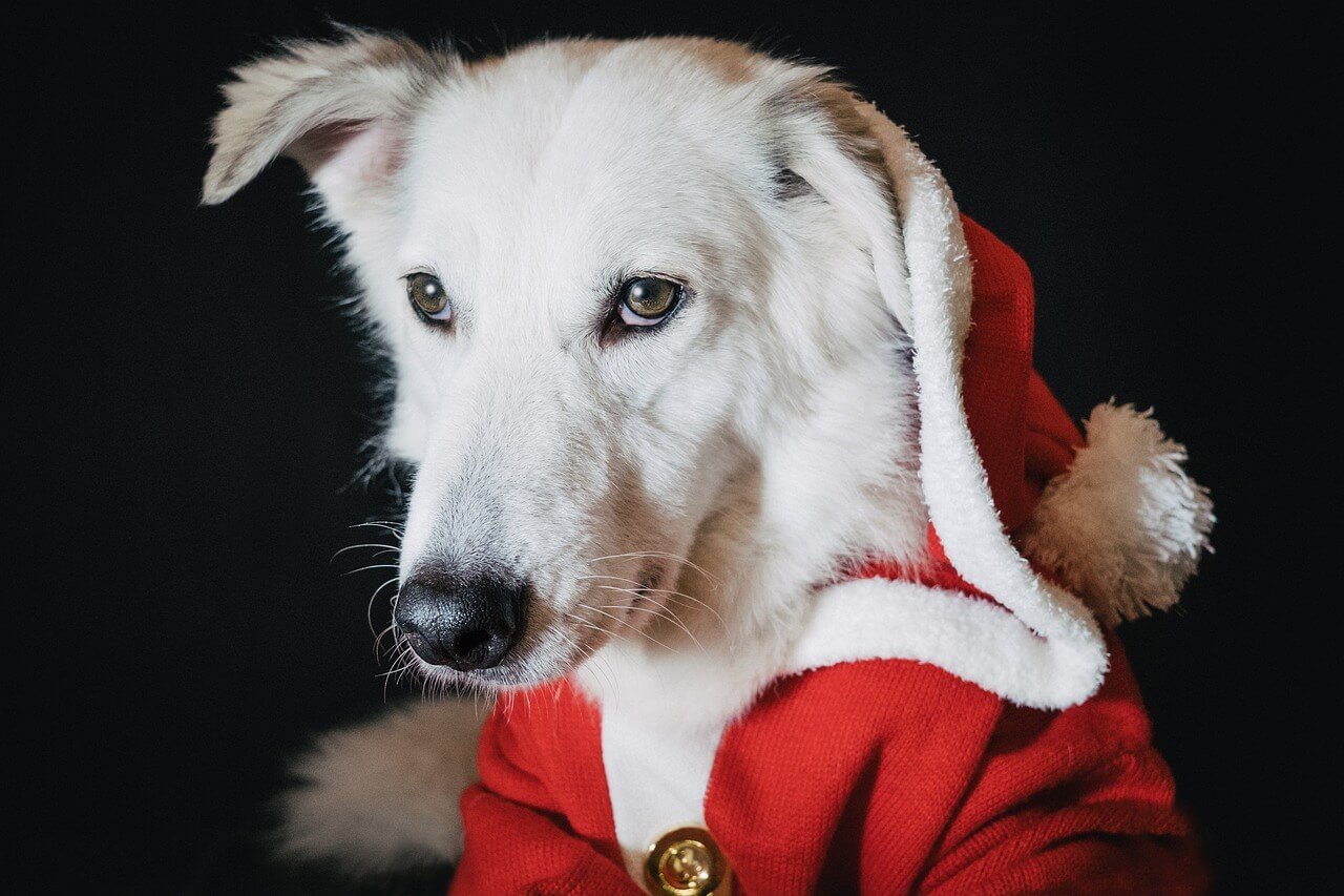 How to Train a Dog Not to Bark at Other Dogs: Best 7 Tips!