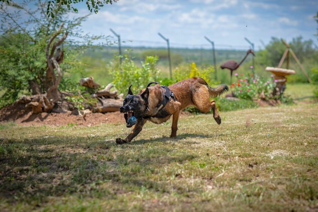 Are Belgian Malinois Protective? Best 7 Expert Tips!
