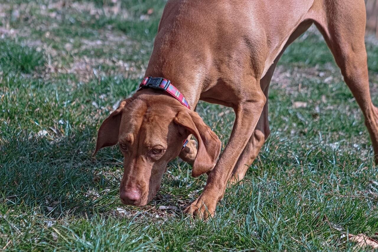 What to Do If Your Dog Ate Fiberglass: Best 7 Tips!