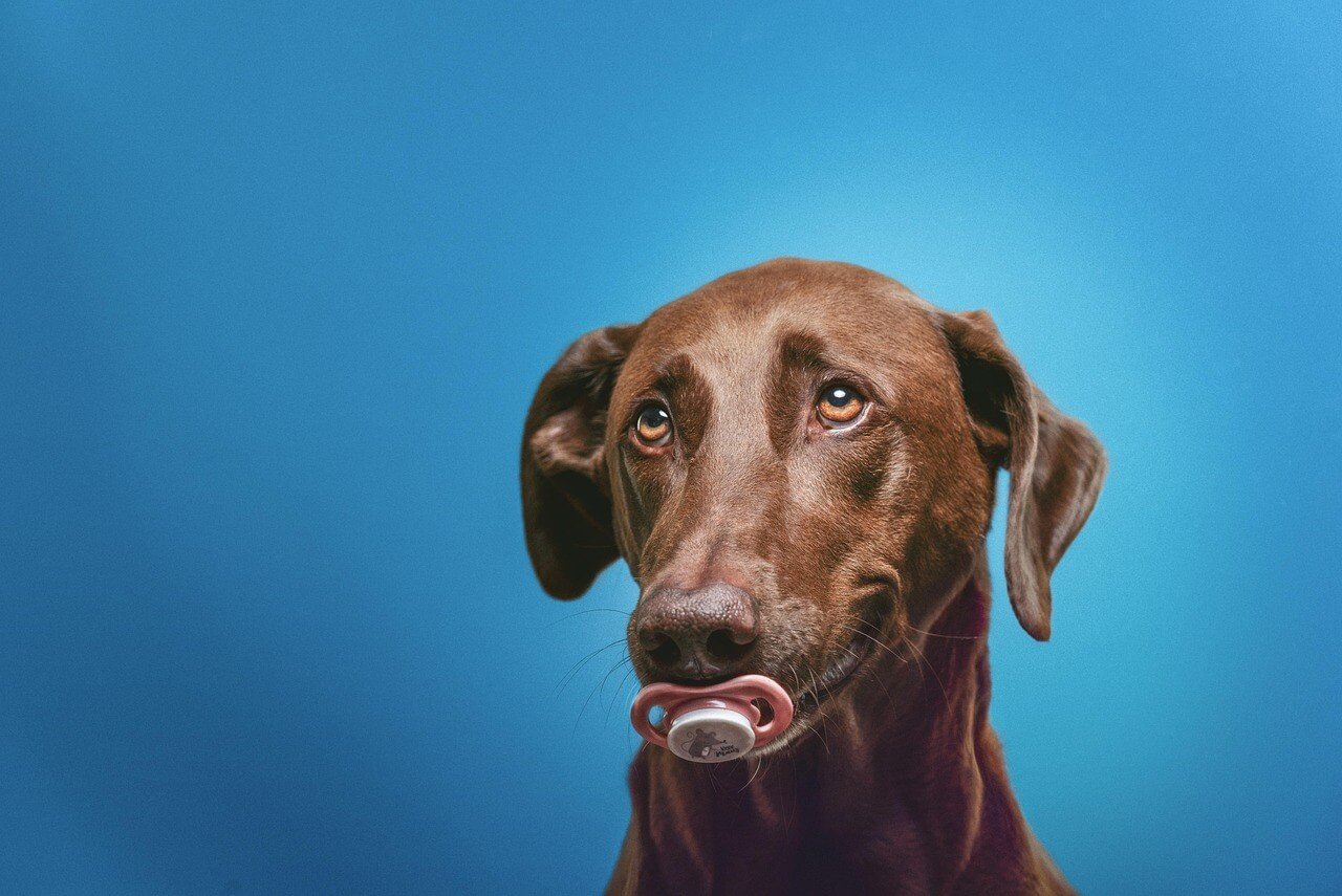 Understanding Ocular Dermoid in Dogs: Best 7 Expert Tips!
