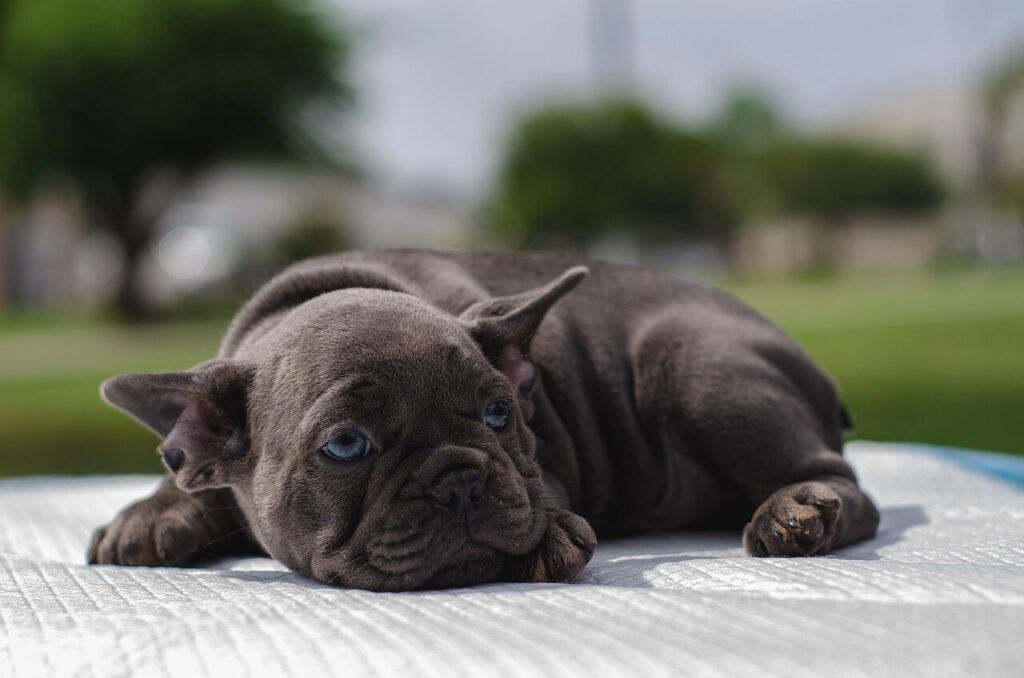 What to Do If Your Dog Ate Lip Balm: Best 7 Tips!