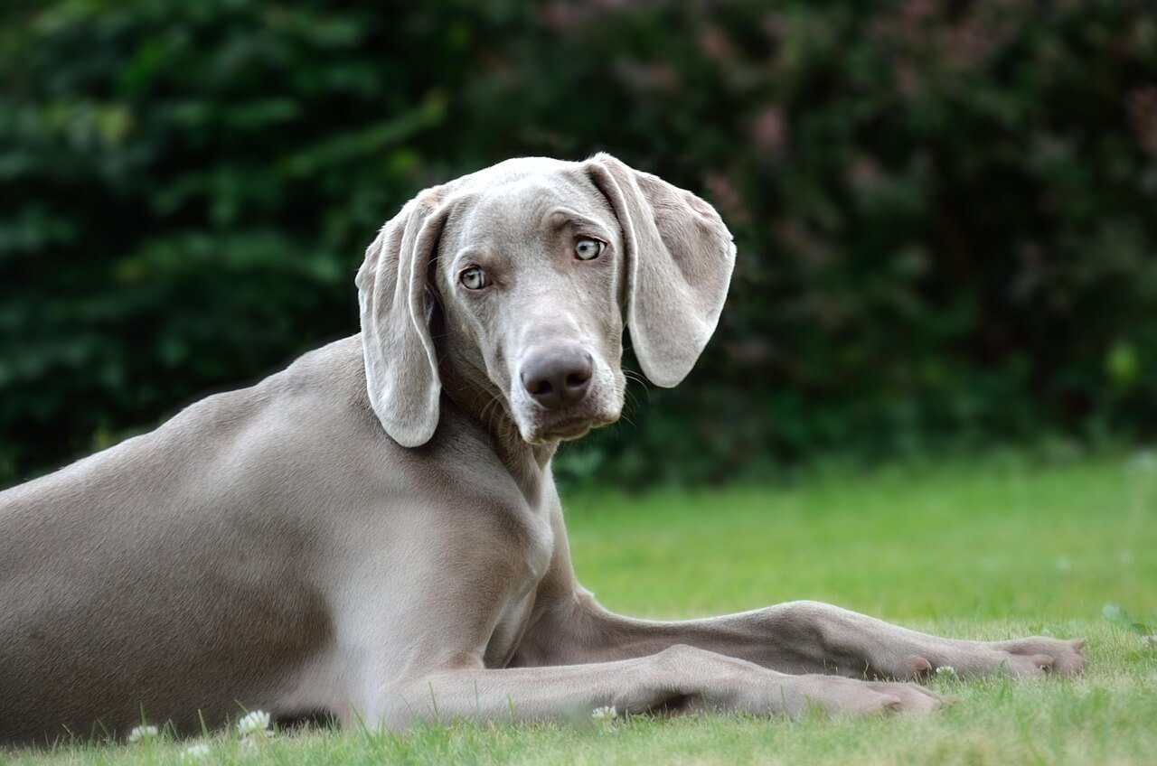 Can You Give Your Dog Penicillin? Best 7 Expert Tips!