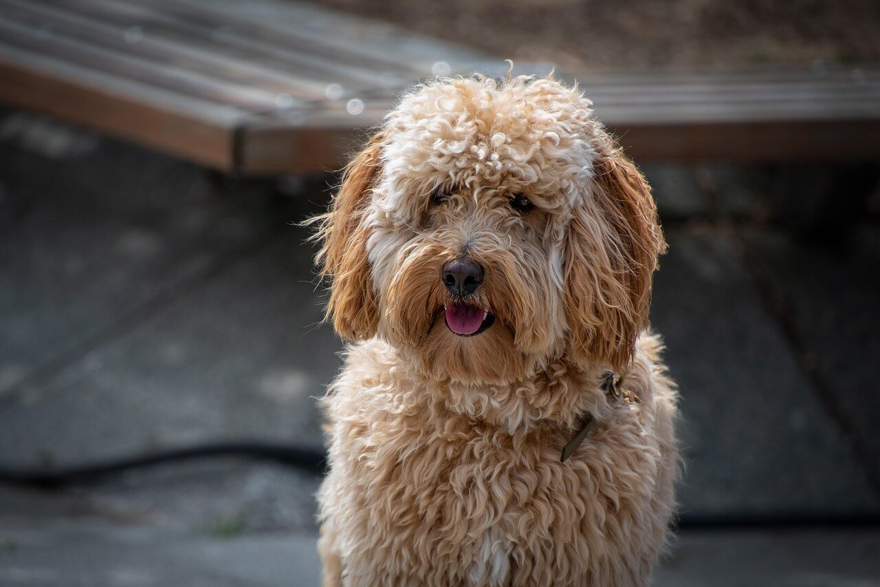 Intussusception in Dogs: Best 7 Expert Tips!