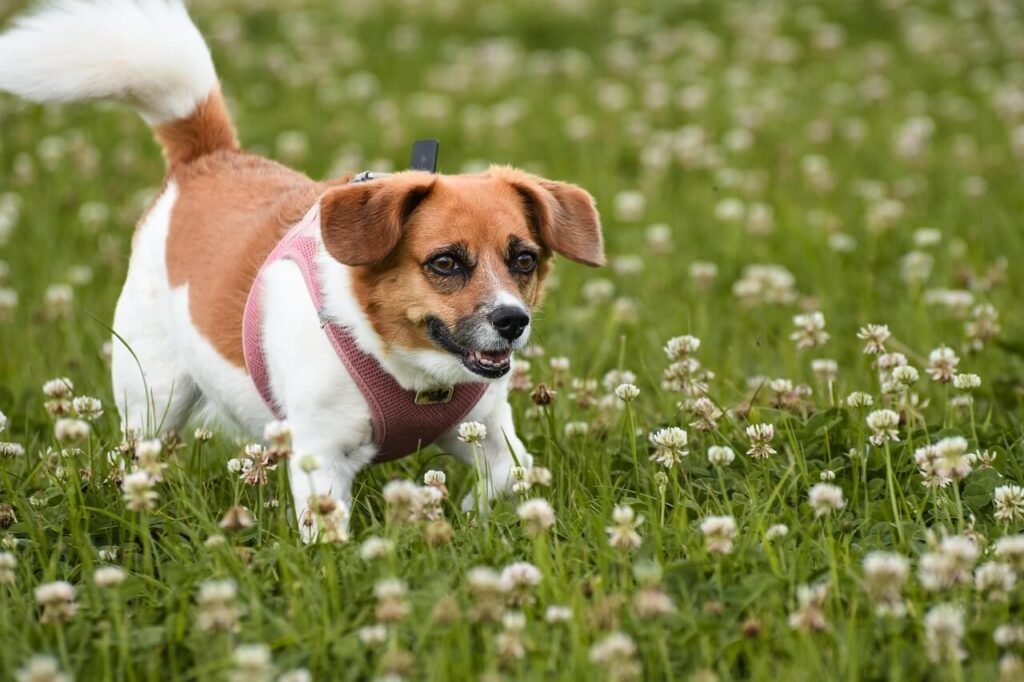 Are Crayons Toxic to Dogs? Best 7 Expert Tips!