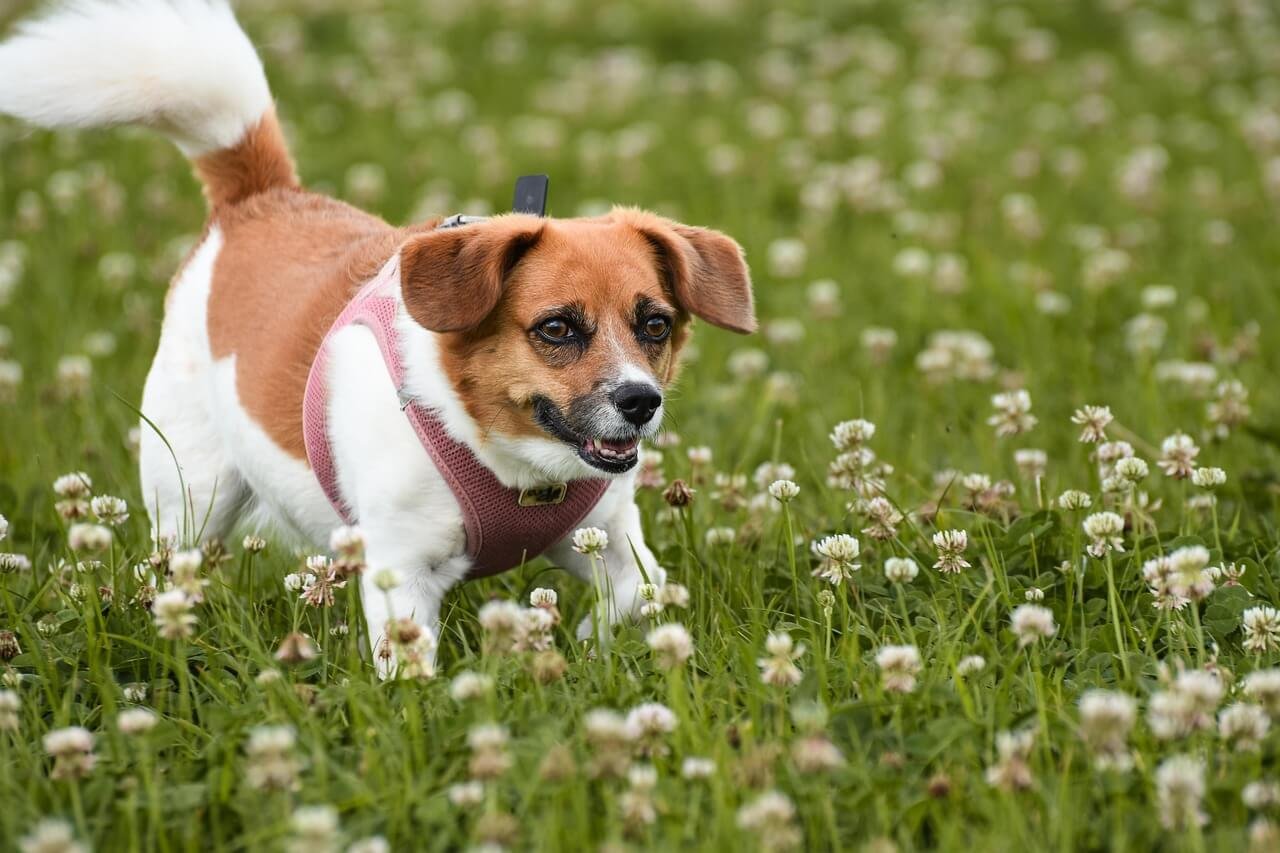 Are Crayons Toxic to Dogs? Best 7 Expert Tips!