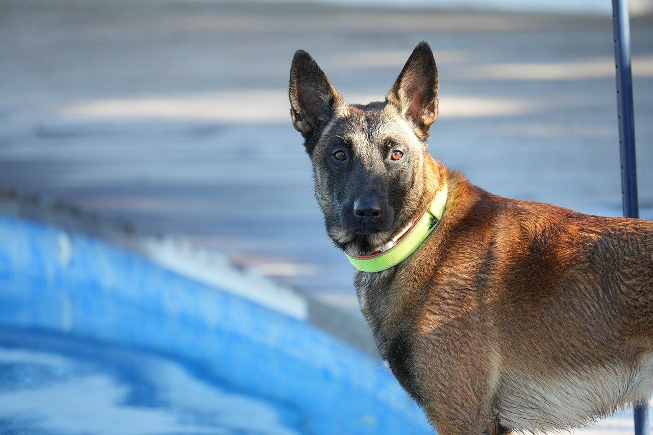 Do Belgian Malinois Like Water? Best 7 Expert Tips!
