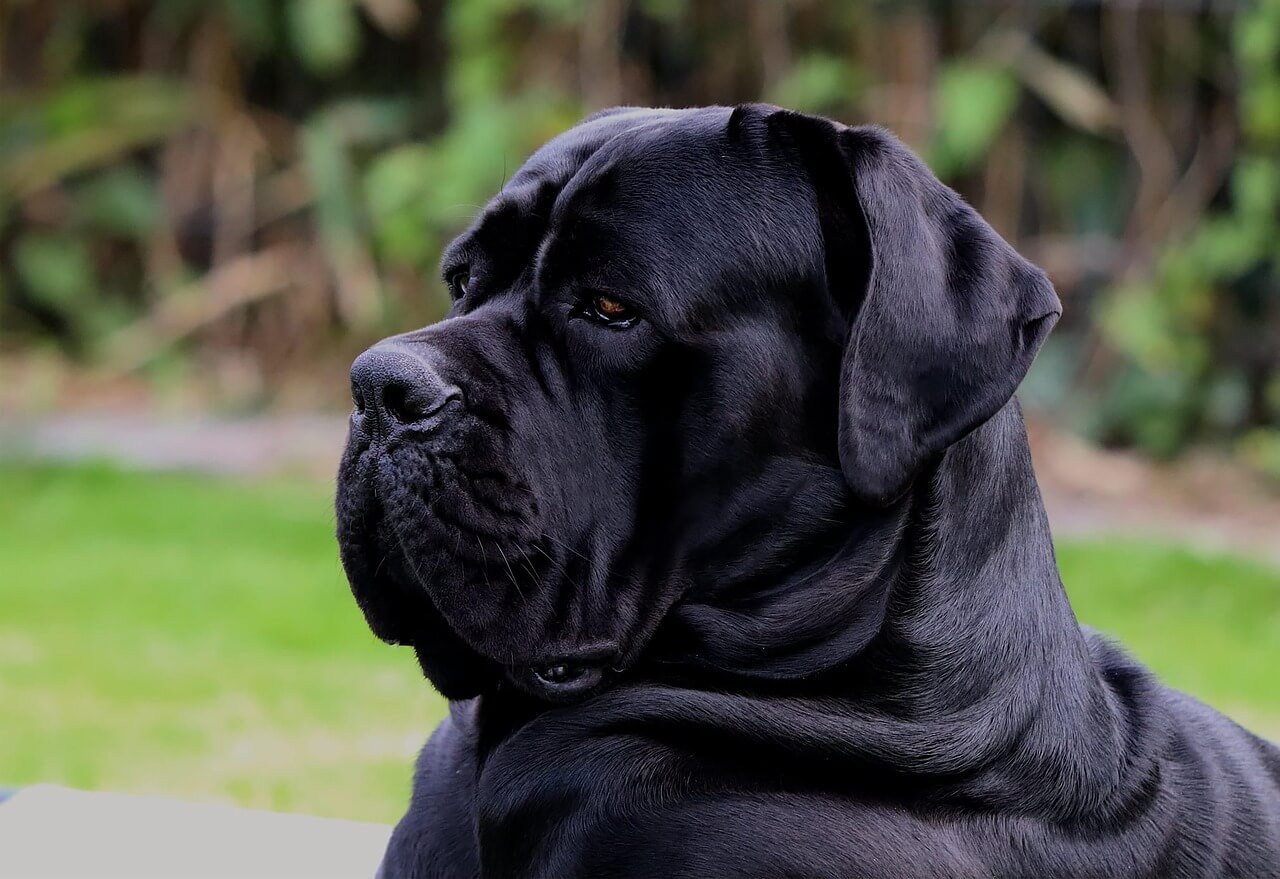 Hydrotherapy for Dogs at Home: Best 7 Health Tips!