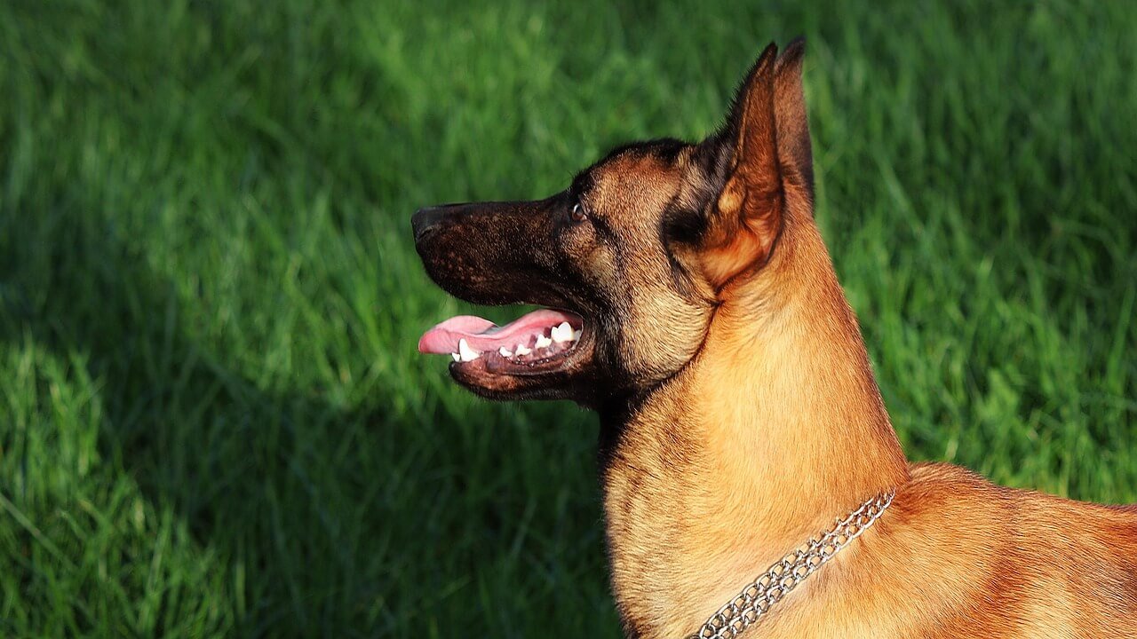 How Much Should a Belgian Malinois Eat? Best 7 Tips!