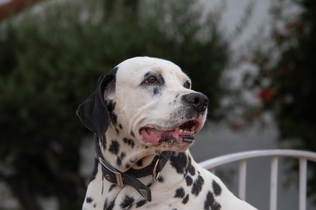Do Dalmatians Shed? Best 7 Expert Tips!