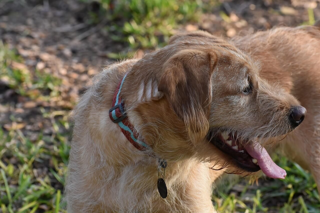 How Long Does Dog Dental Surgery Take? Best 7 Tips!