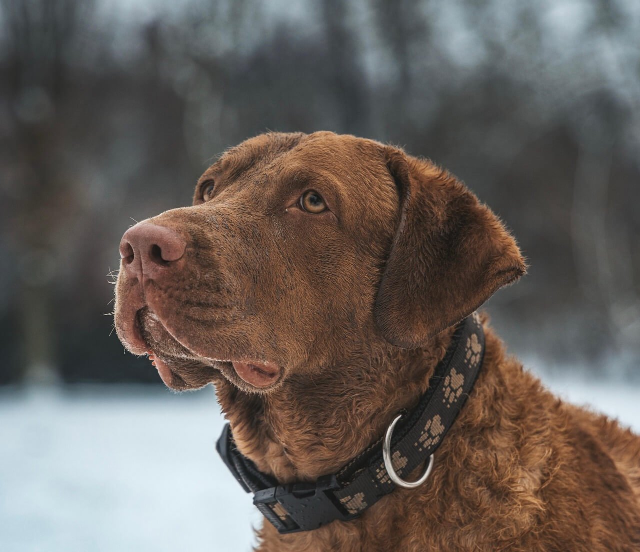 FHO Surgery for Dogs: Best 7 Expert Tips!