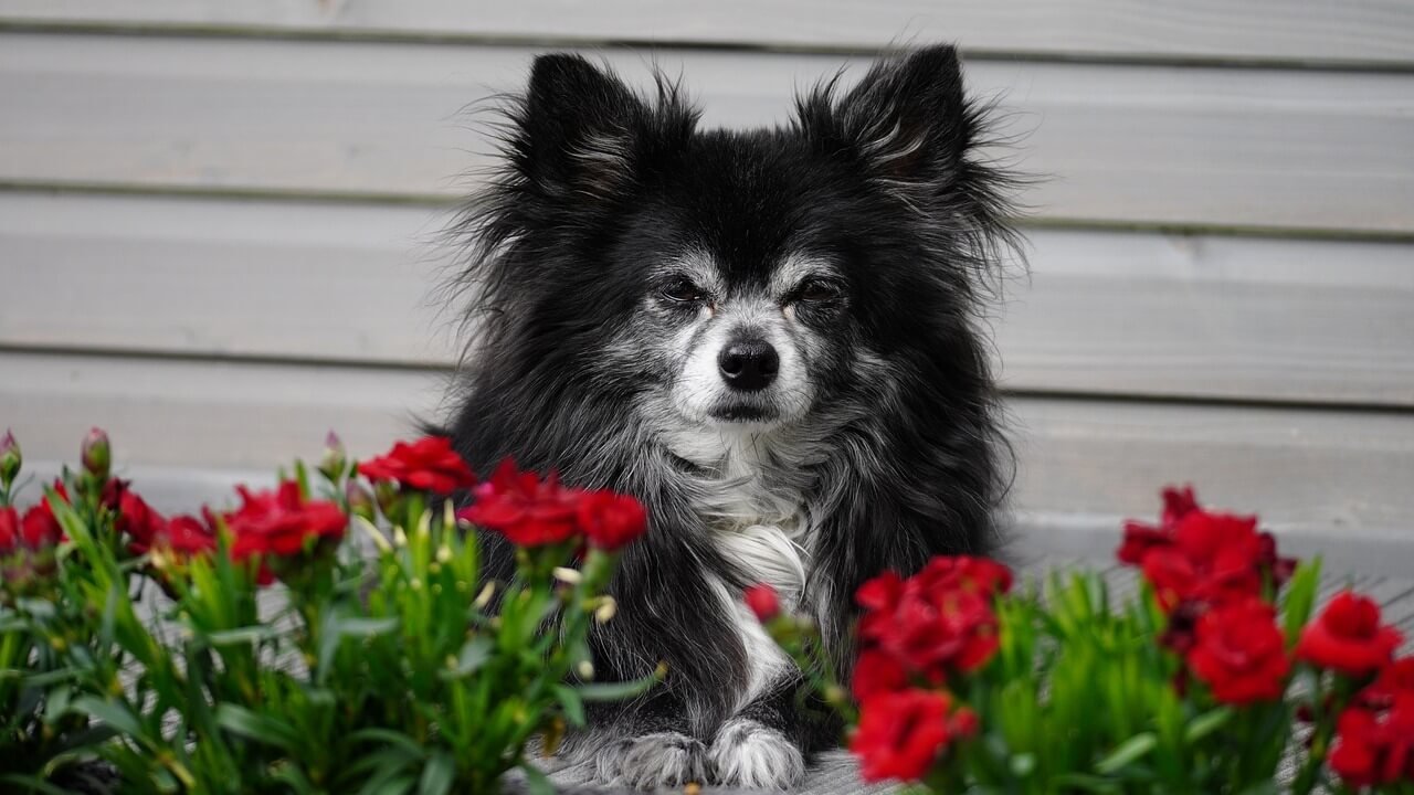 Are Chihuahuas Hypoallergenic? Best 7 Health Tips!