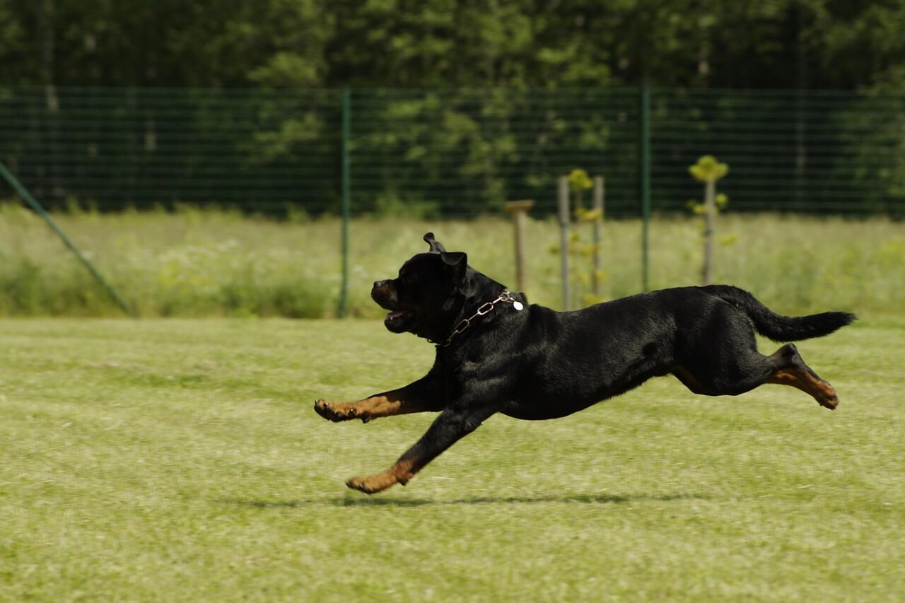 Can Dogs Eat Pretzels? Best 7 Expert Tips!