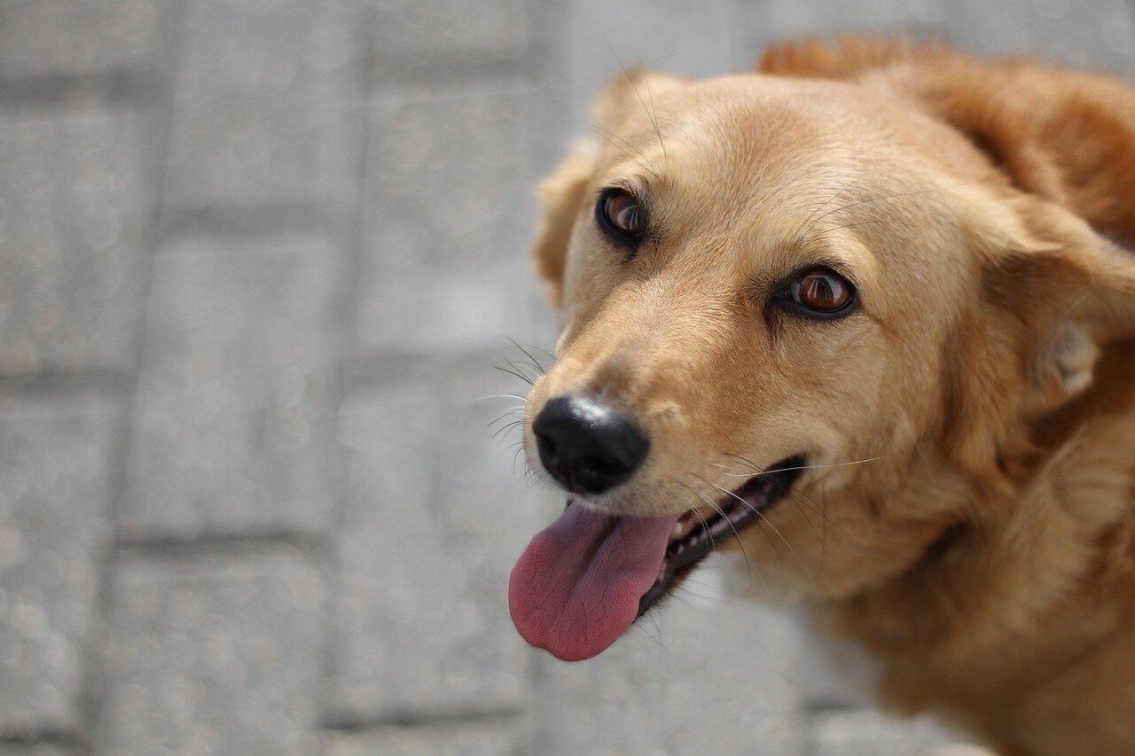 What to Do If Your Dog Ate Deodorant: Best 7 Expert Tips!