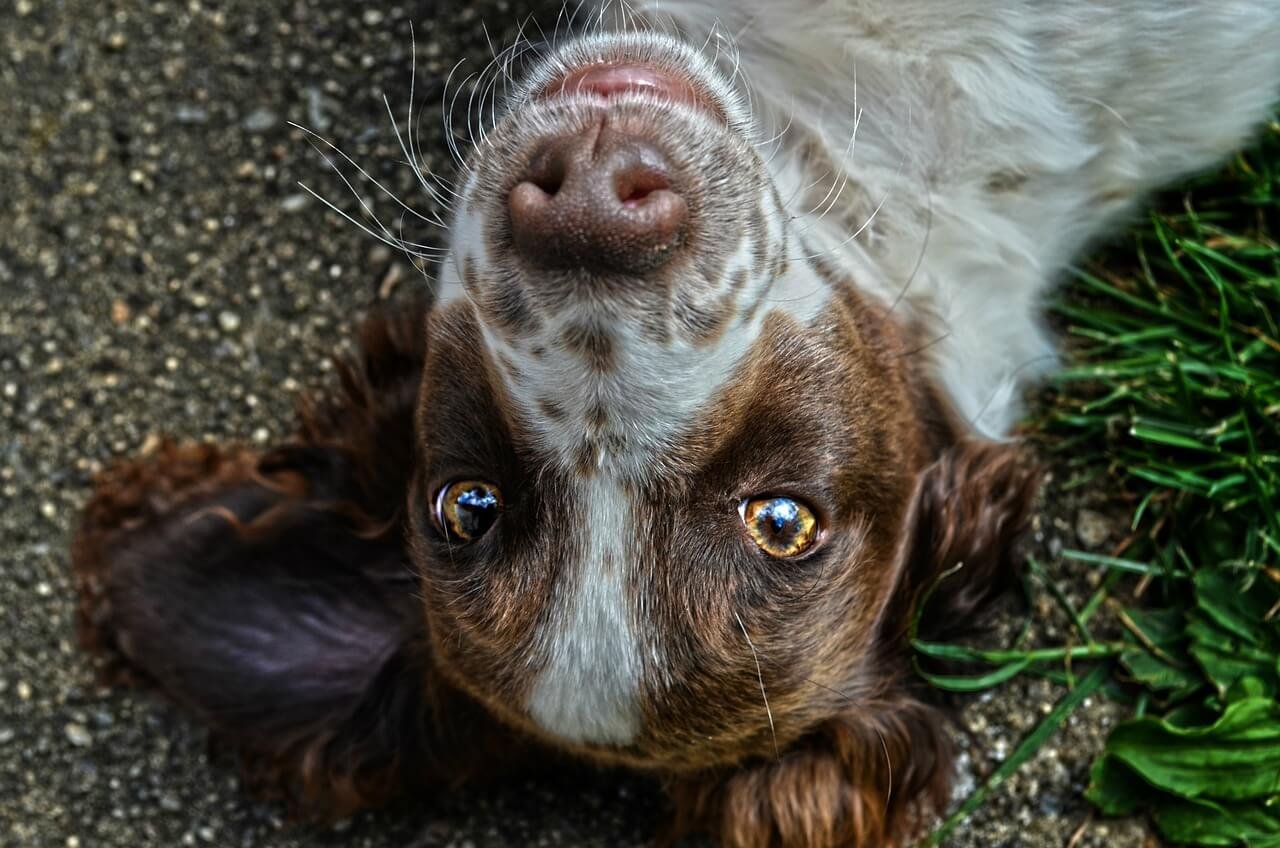 Why Do Dogs Eyes Glow in the Dark? Best 7 Expert Tips!
