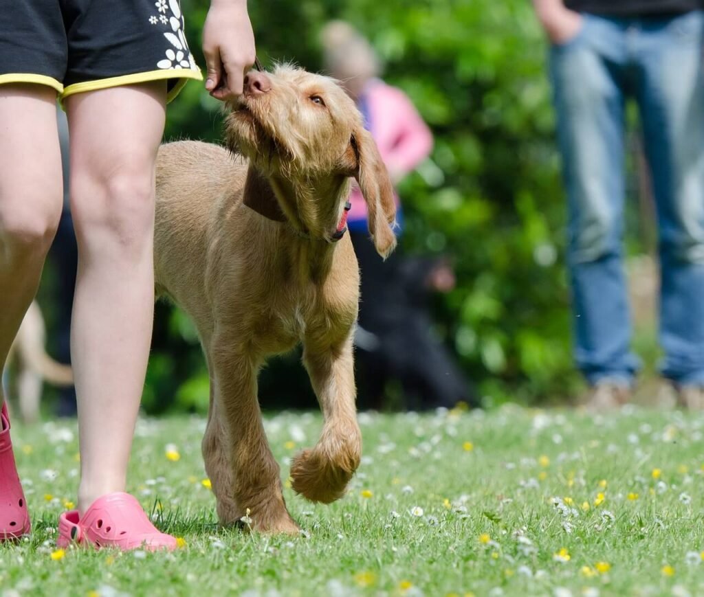 My Dog Ate a Dead Wasp: Best 7 Expert Tips!