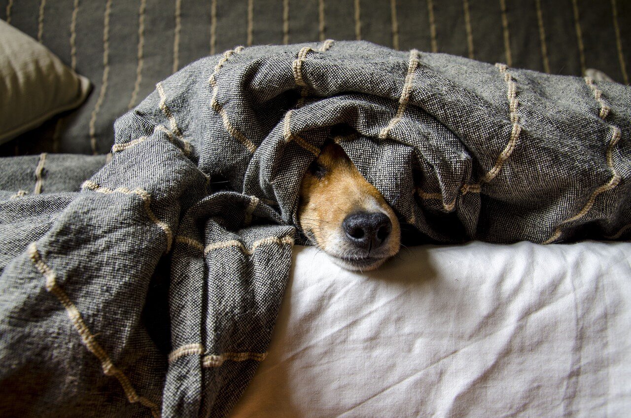 What Happens If My Dog Bites a Possum? Best 7 Health Tips!