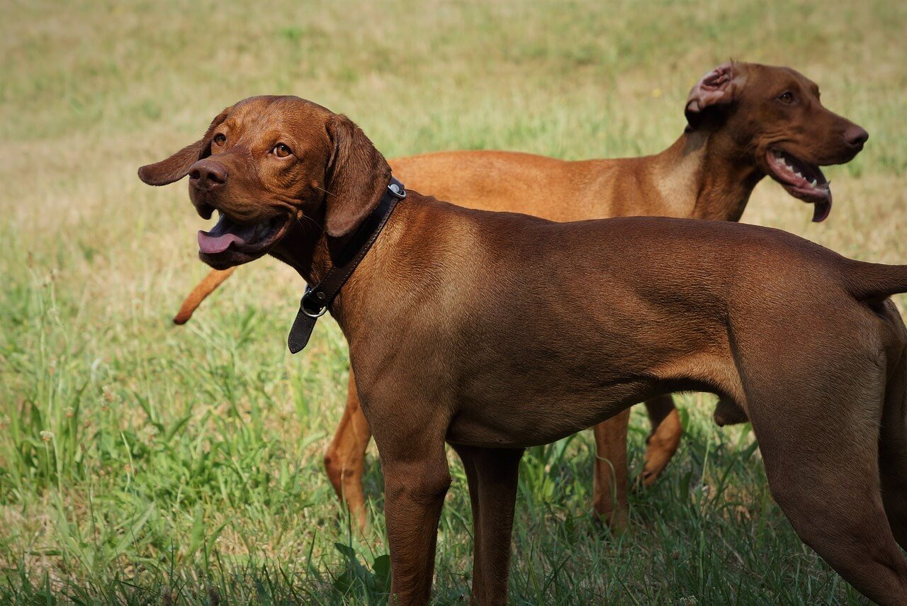 Crude in Dog Food: Best 7 Expert Tips!