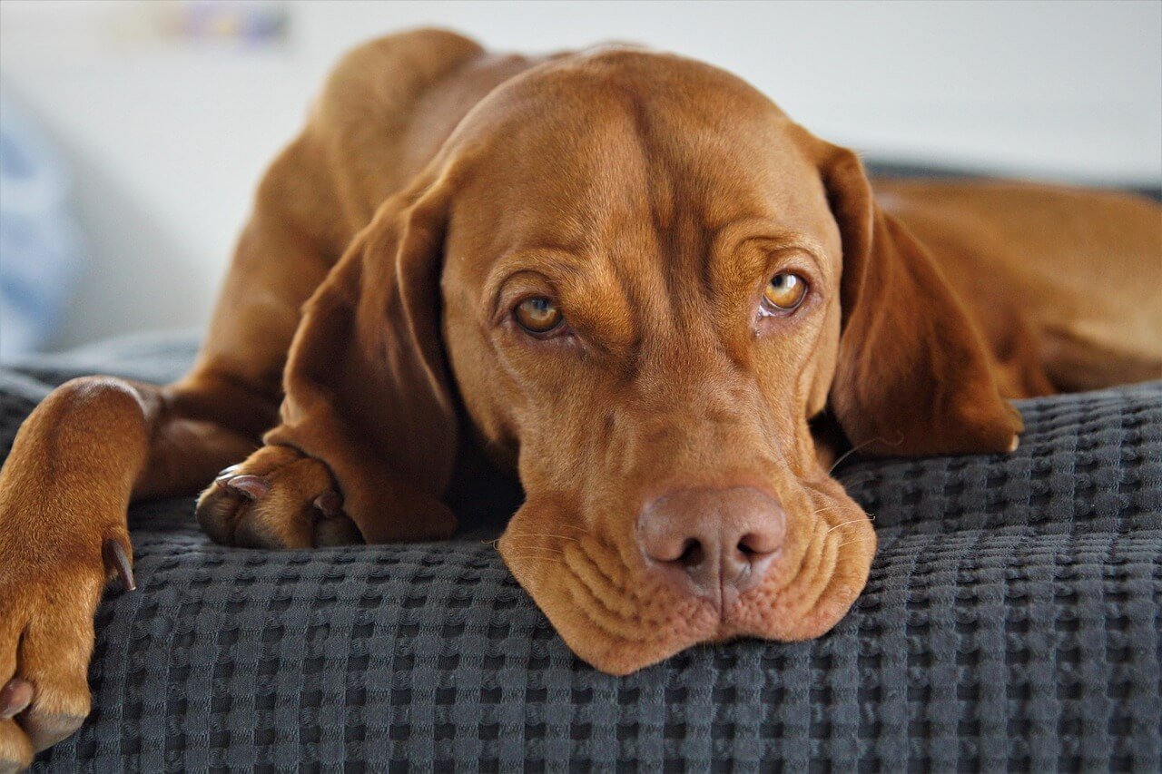Can Dogs Eat Potato Chips? Best 7 Health Tips!