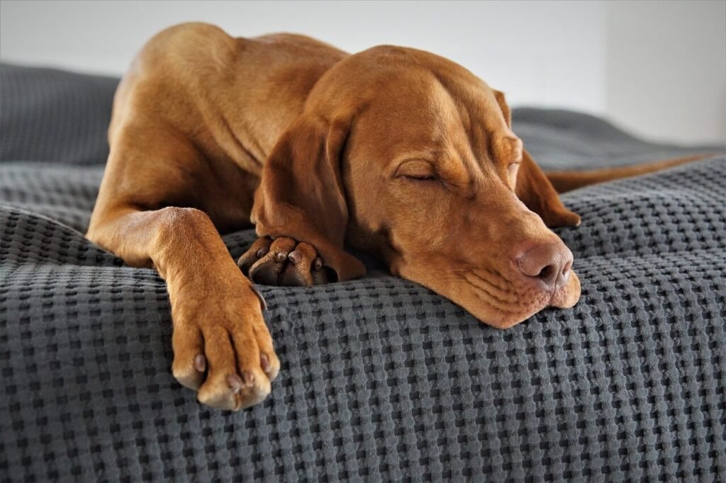 Is Vinegar Bad for Dogs? Best 7 Expert Tips!