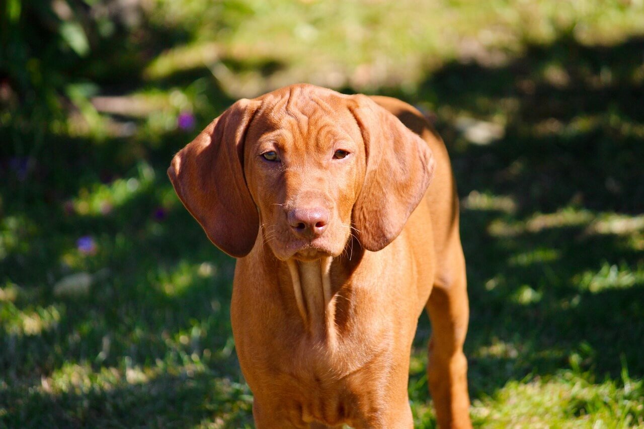 Symptoms of Albuterol Toxicity in Dogs: Best 7 Expert Tips!