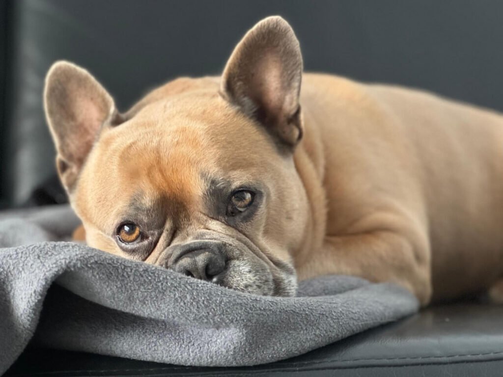 Peanut Butter Dog Ice Cream Recipe: Best 7 Health Tips!