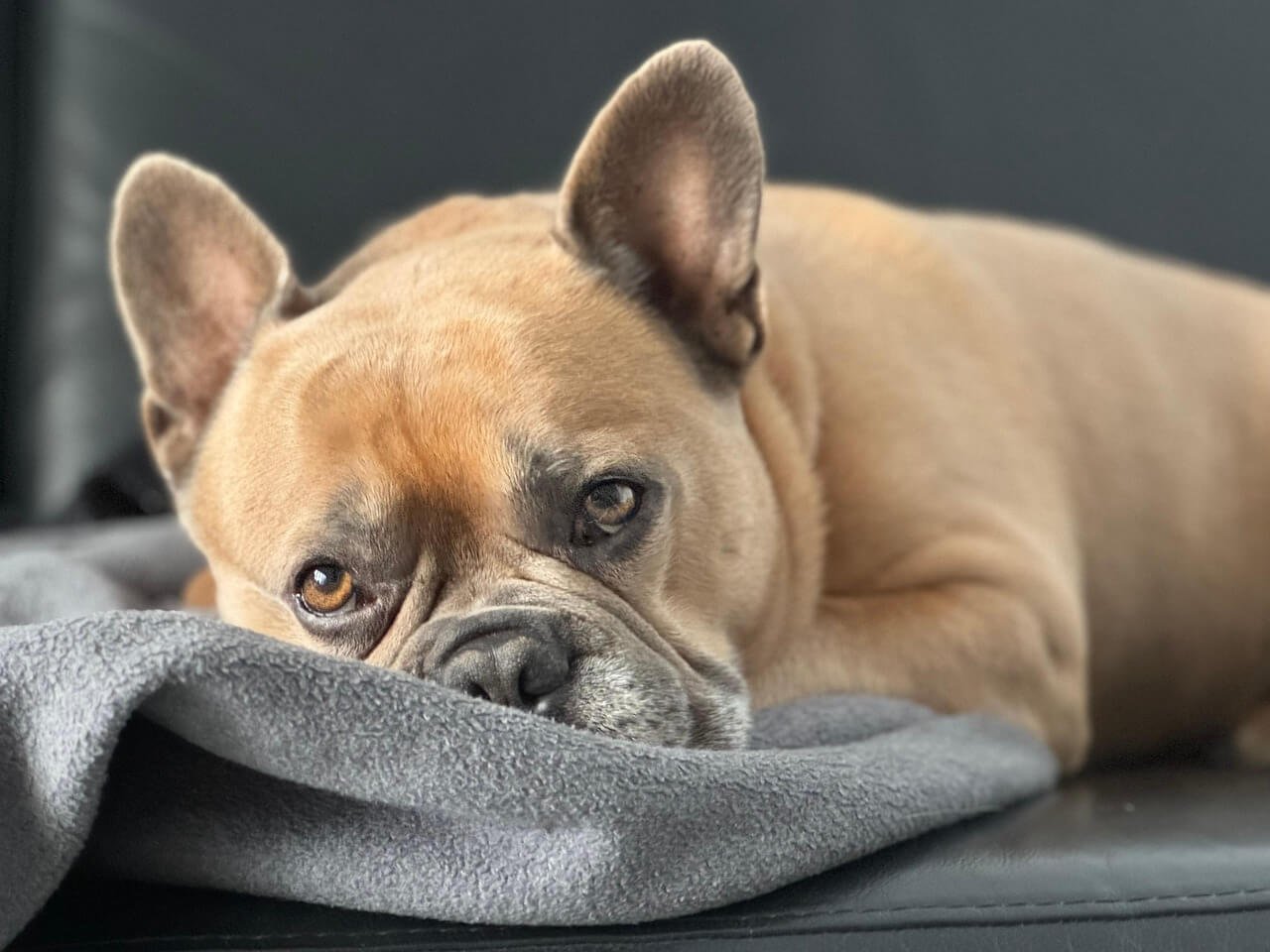 Peanut Butter Dog Ice Cream Recipe: Best 7 Health Tips!