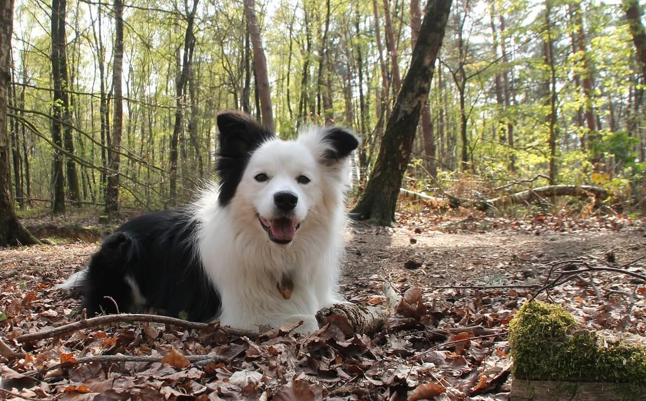 Ativan Dosage for Dogs: Best 7 Health Tips!