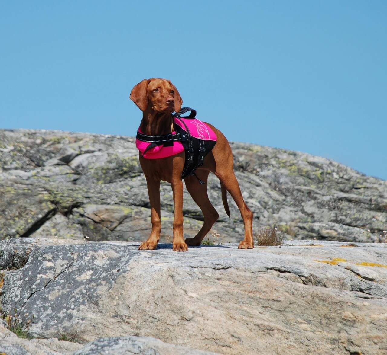 What to Do If Your Dog Ate a Beetle: Best 7 Expert Tips!