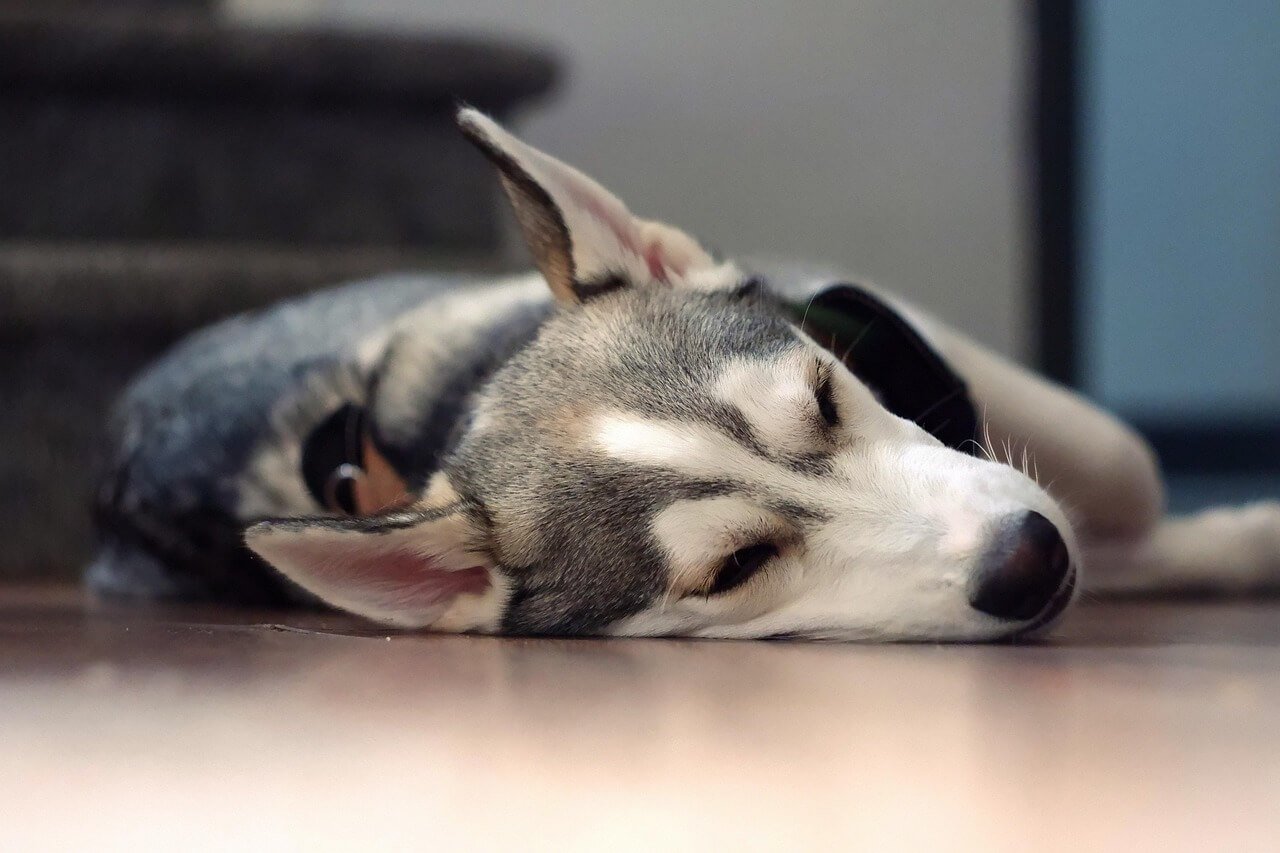 Can Dogs Have Ranch? Best 7 Expert Tips!