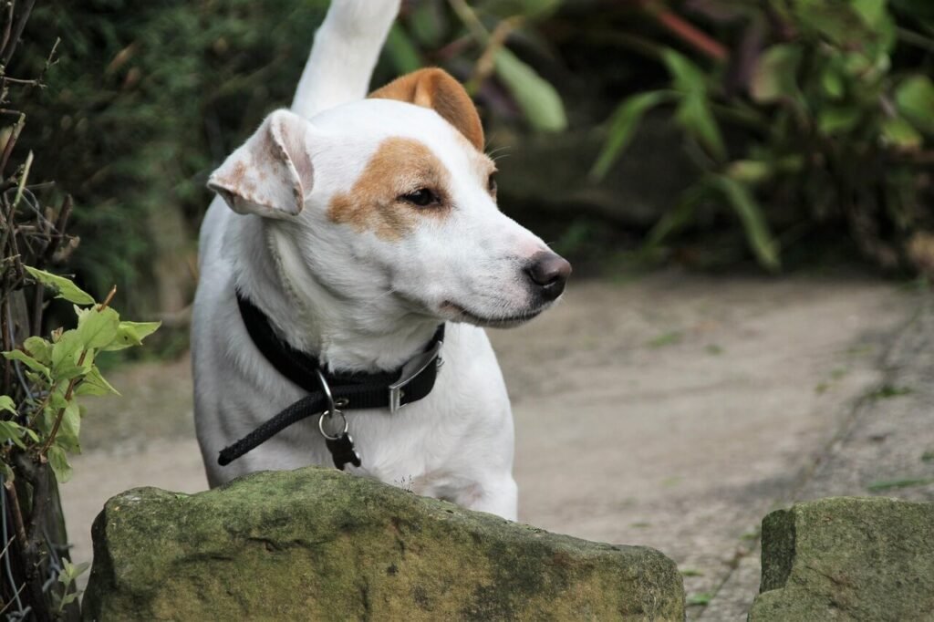 Why Is My Dog Whining After Anesthesia? Best 7 Expert Tips!