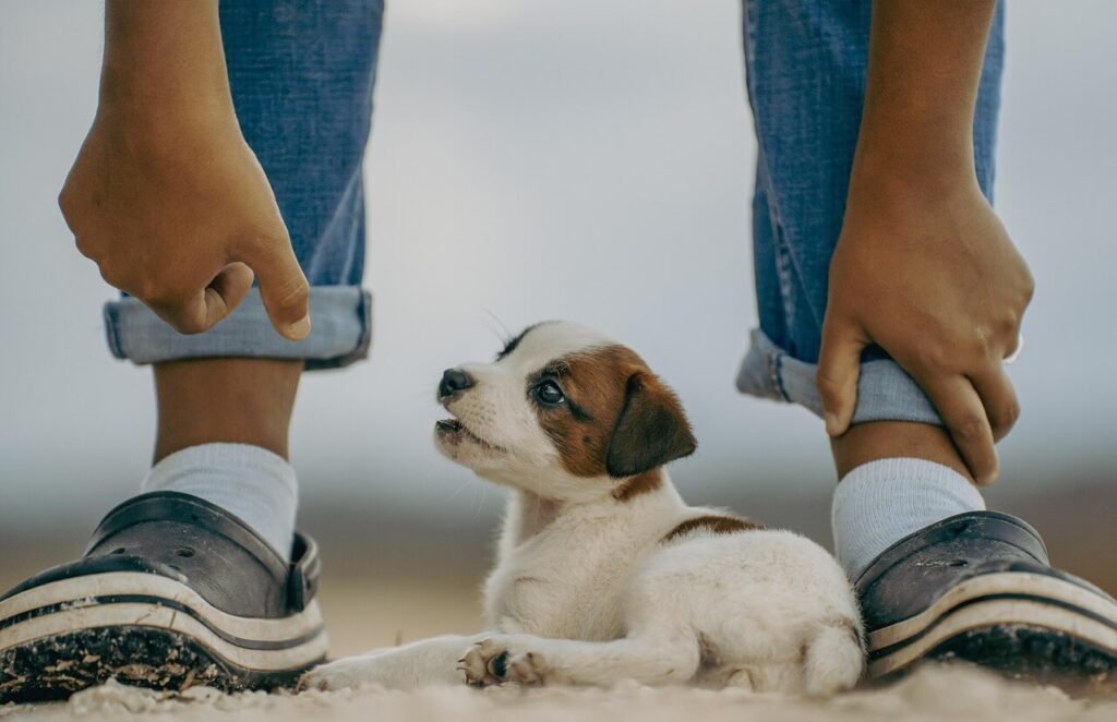 Can I Give My Dog Alkaline Water? Best 7 Expert Tips!