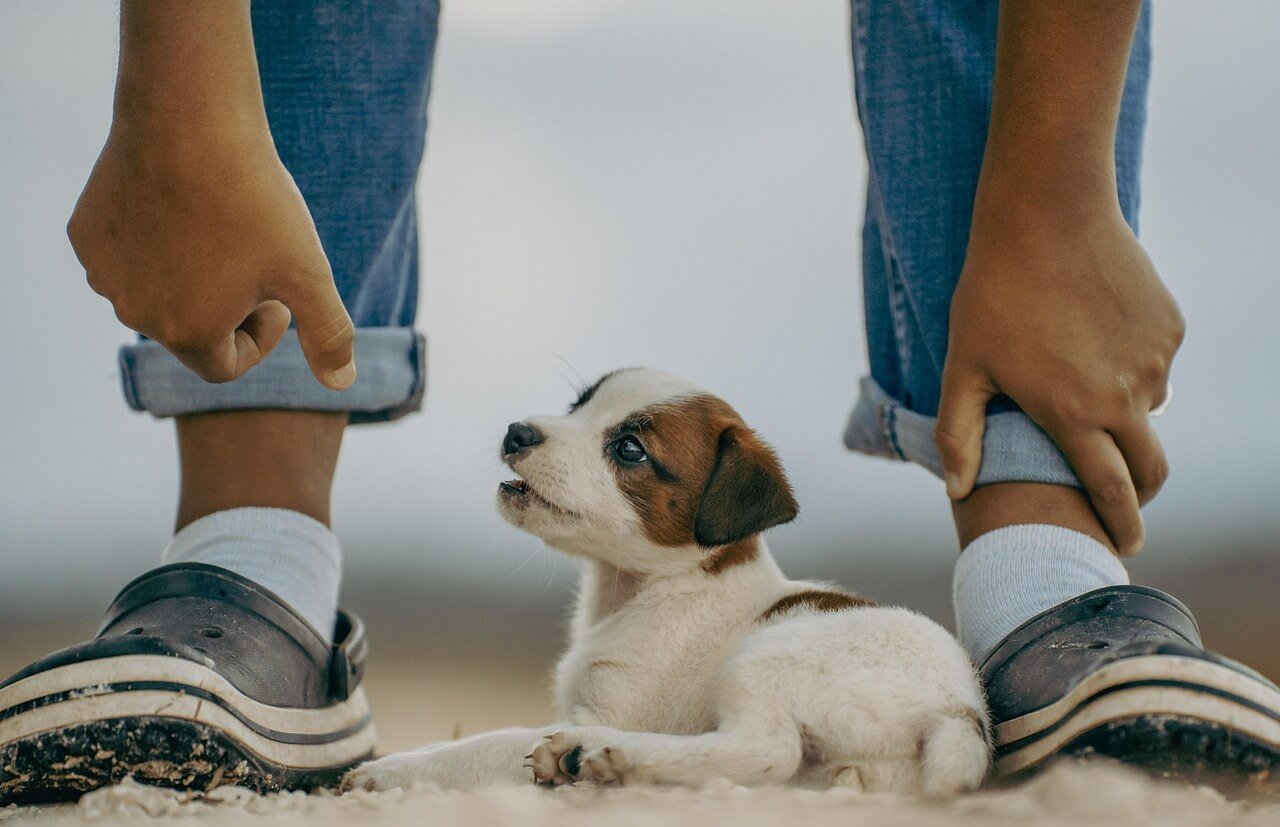 Can I Give My Dog Alkaline Water? Best 7 Expert Tips!
