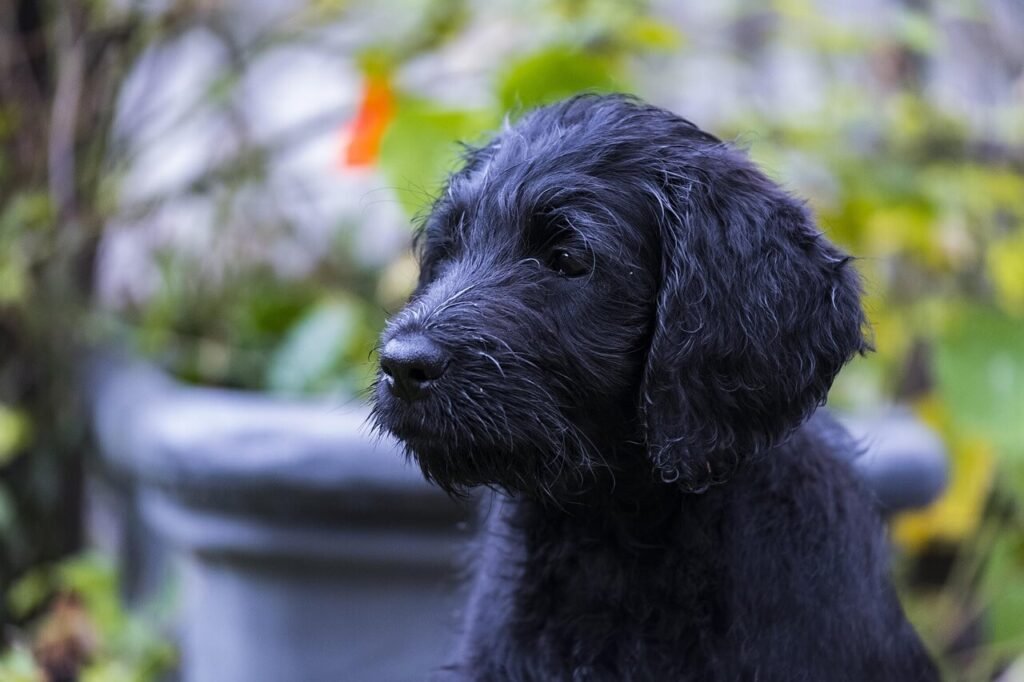 Korean Dog Names: Best 7 Expert Tips!