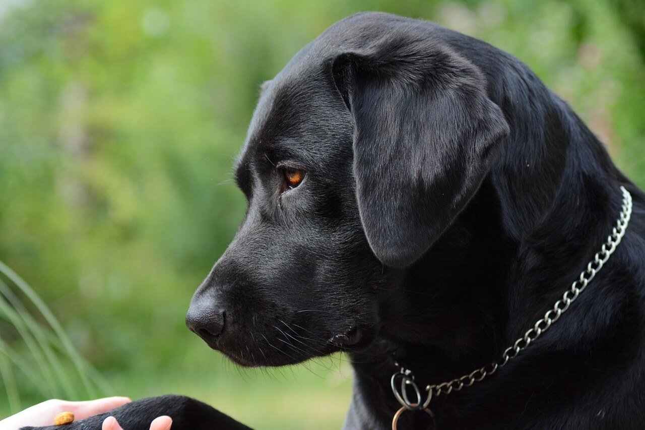 Where Is a Dogs Bladder Located? Best 7 Expert Tips!