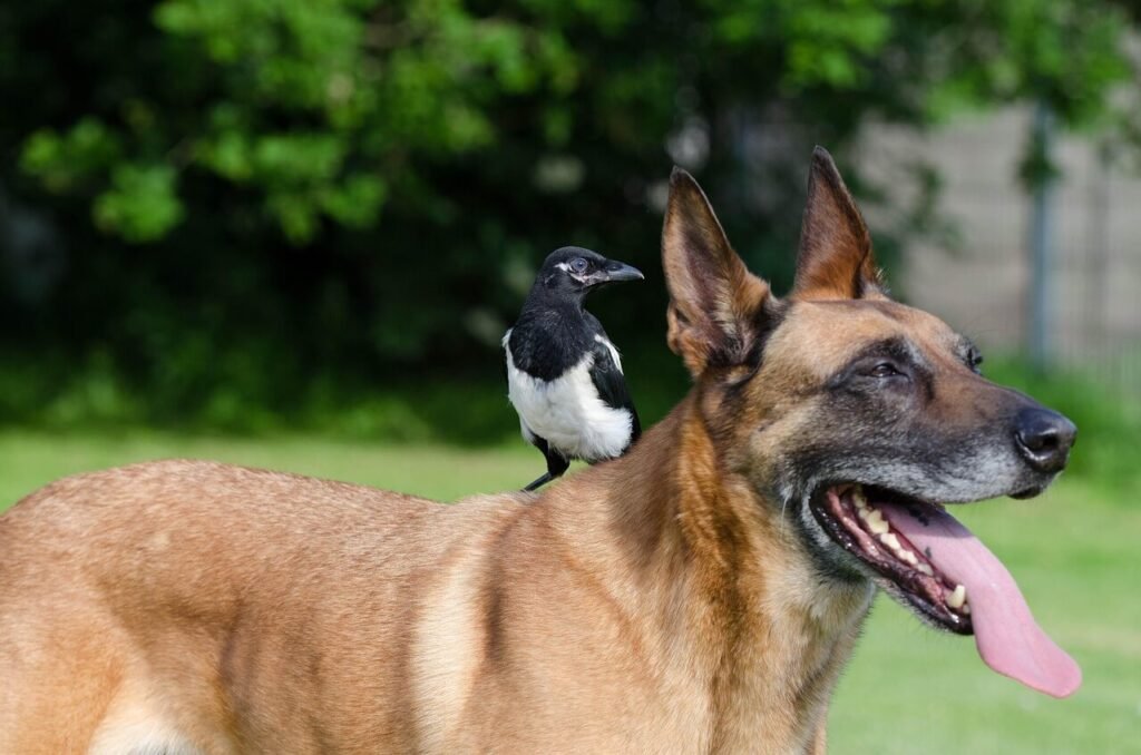Are Belgian Malinois Good Pets? Best 7 Expert Tips!
