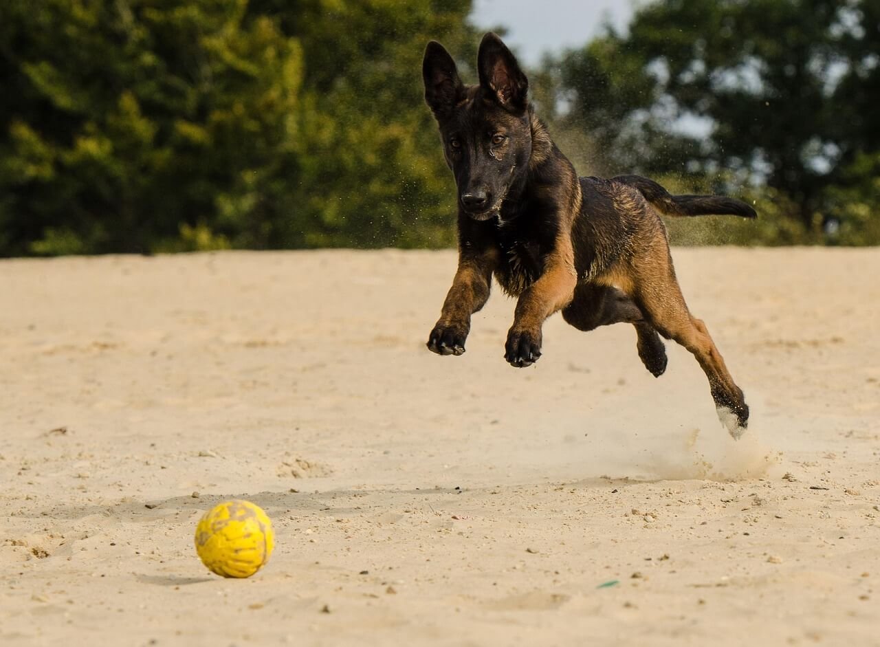 Buy or Adopt a Belgian Malinois: Best 7 Expert Tips!