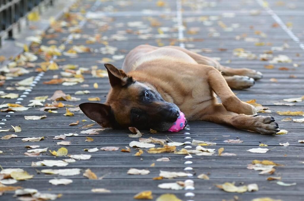 Dog Food for Belgian Malinois: Best 7 Expert Tips!