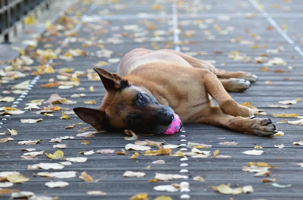Do Belgian Malinois Howl? Best 7 Expert Tips!