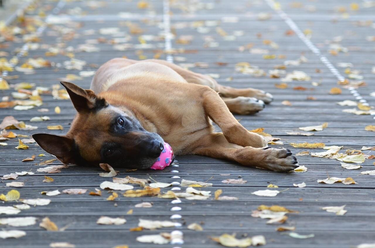 Do Belgian Malinois Shed a Lot? Best 7 Health Tips!