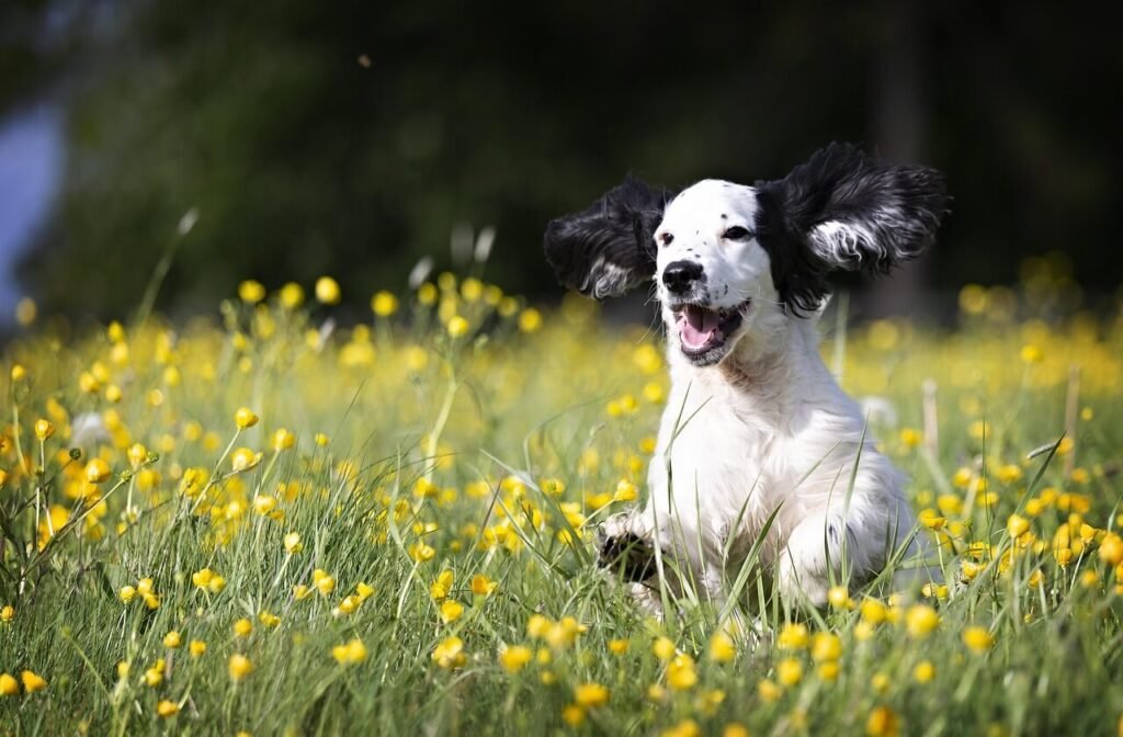 White Chunks in Dog Vomit: Best 7 Health Tips!