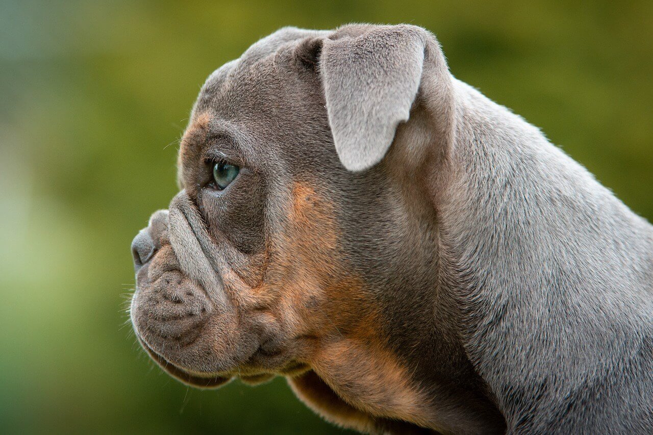 Can Dogs Eat Cookies? Best 7 Expert Tips!