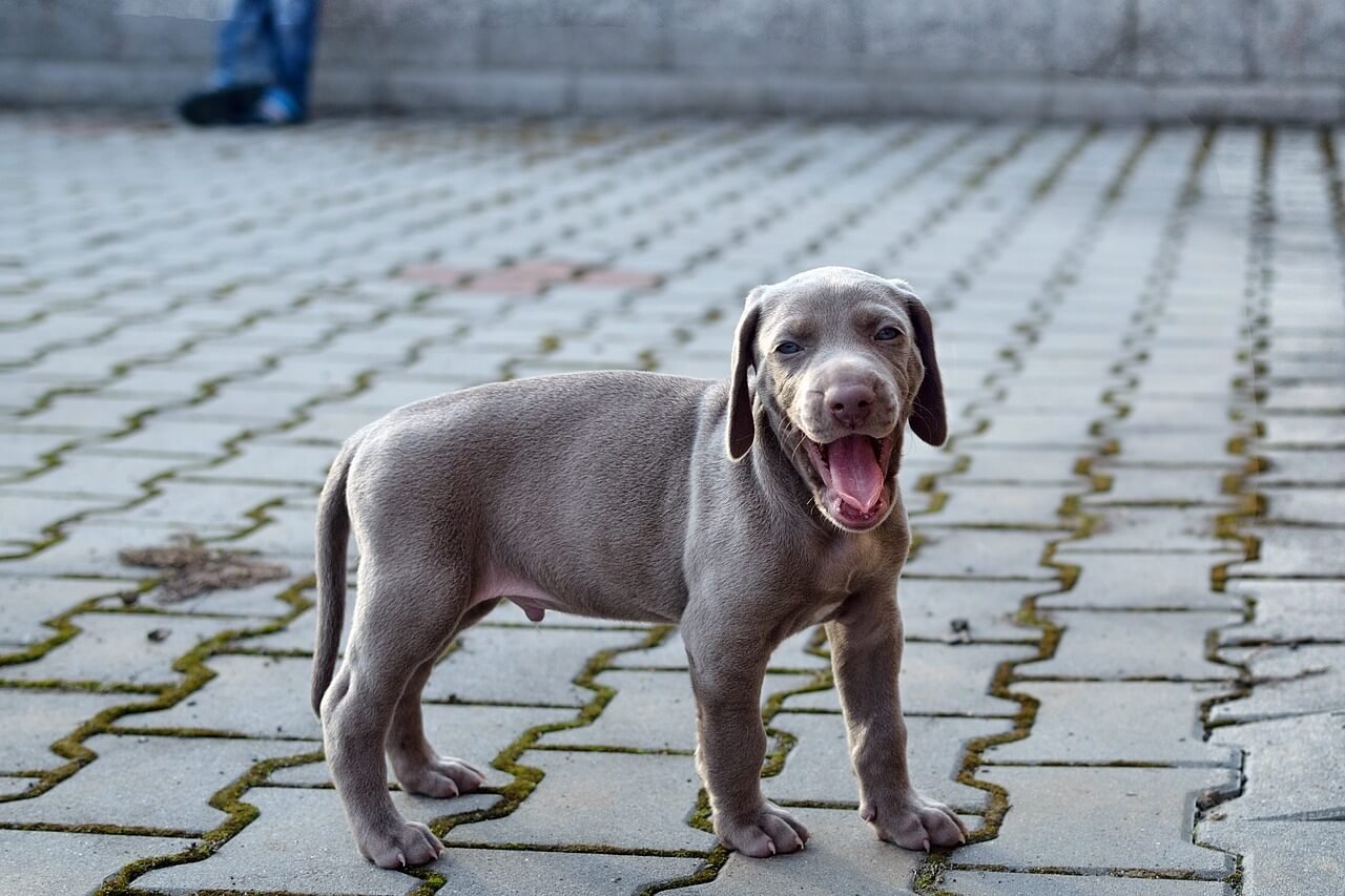 Can Dogs Have Sparkling Water? Best 7 Expert Tips!