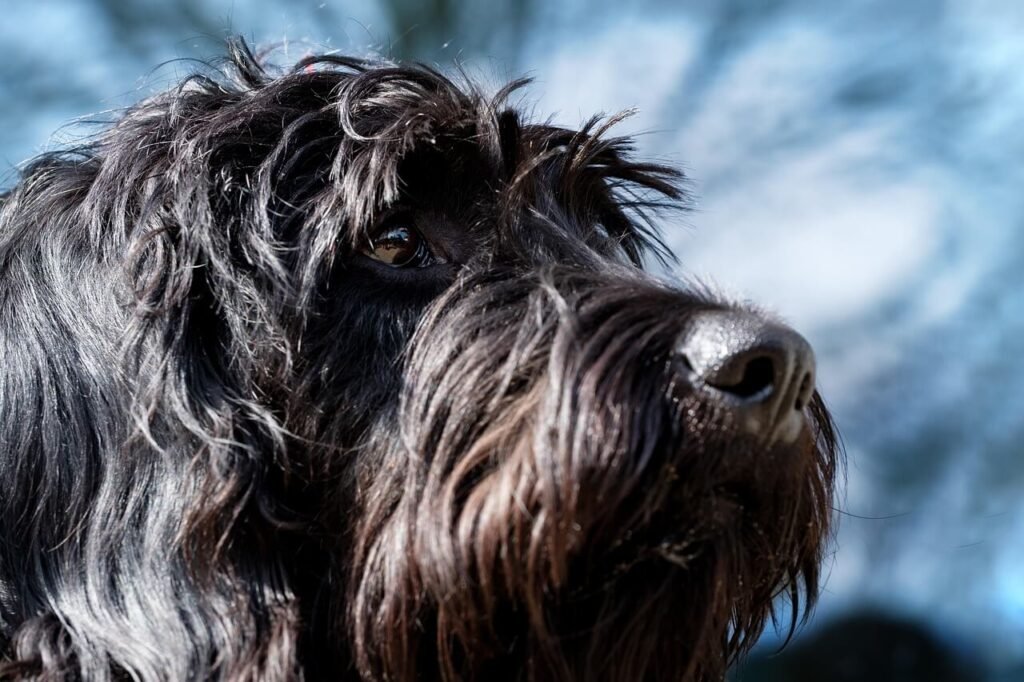 Is a Giant Schnauzer a Good Guard Dog? Best 7 Expert Tips!