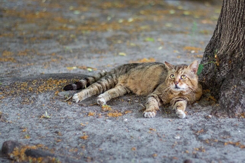 Can Cats Get Pregnant While Nursing? Best 7 Expert Tips!