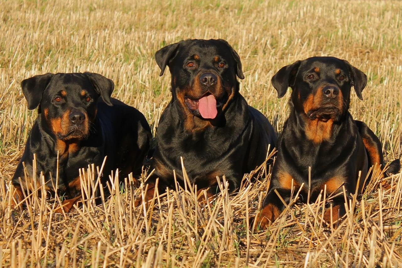 Can Dogs Eat Oatmeal? Best 7 Expert Tips!