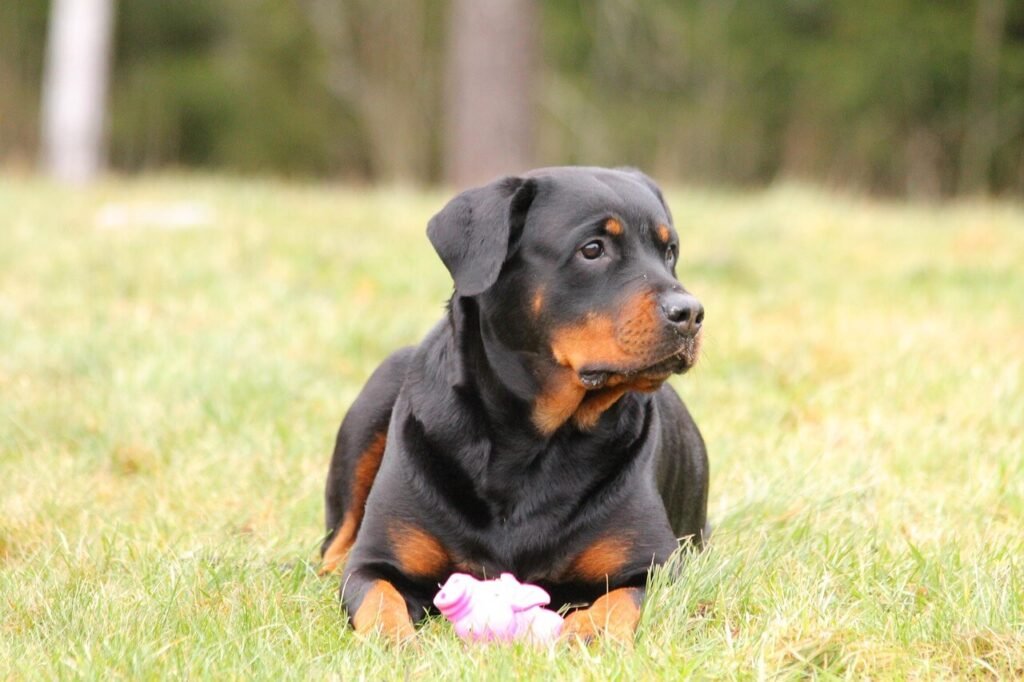 Can Dogs Eat Onions? Best 7 Expert Tips!