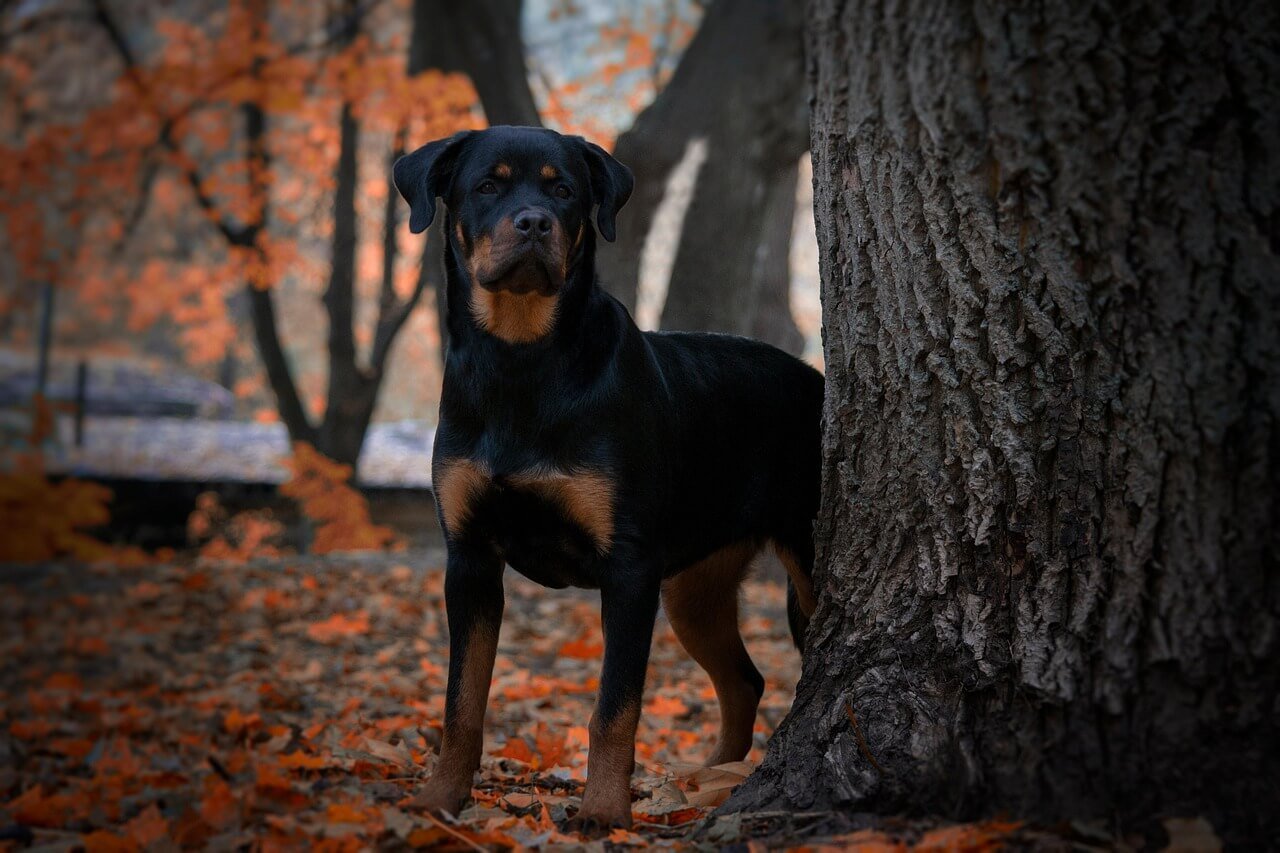 Can Dogs Eat Spinach? Best 7 Expert Tips!