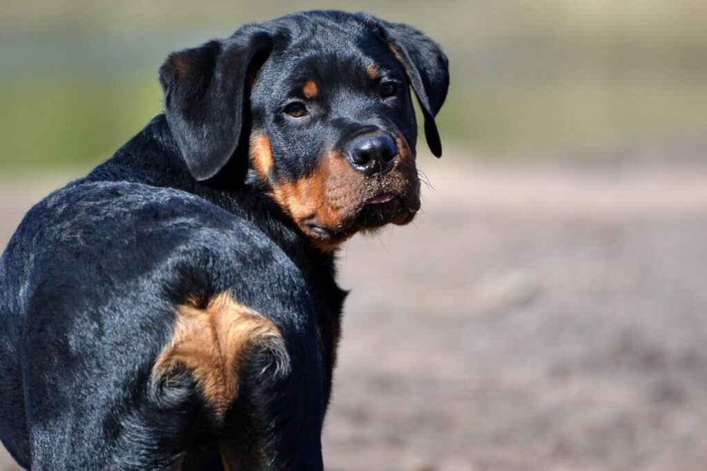 Are Rottweilers Hypoallergenic? Best 7 Expert Tips!