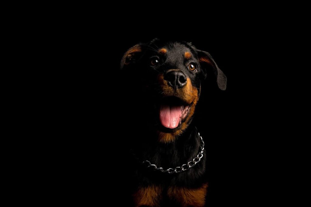 Can Dogs Eat Lobster? Best 7 Expert Tips!